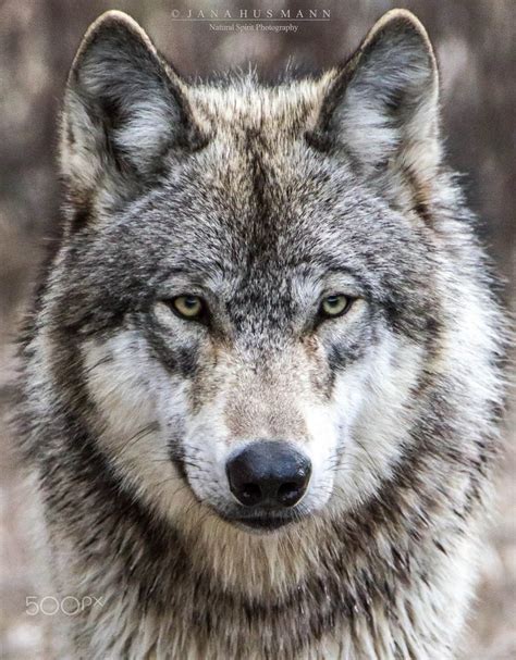 2,011 likes · 9 talking about this. Grey Wolf | Cute wild animals, Animals wild, Wolf photography