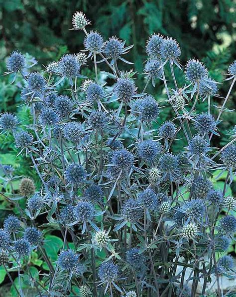 45 Seeds Eryngium Alpinum Superbum Perennial Sea Holly Articles Pour