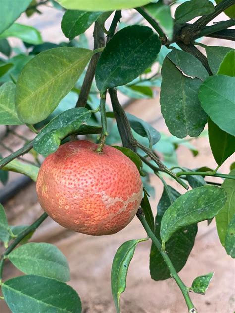 Red Lemon Fruit Plants Exotic Flora