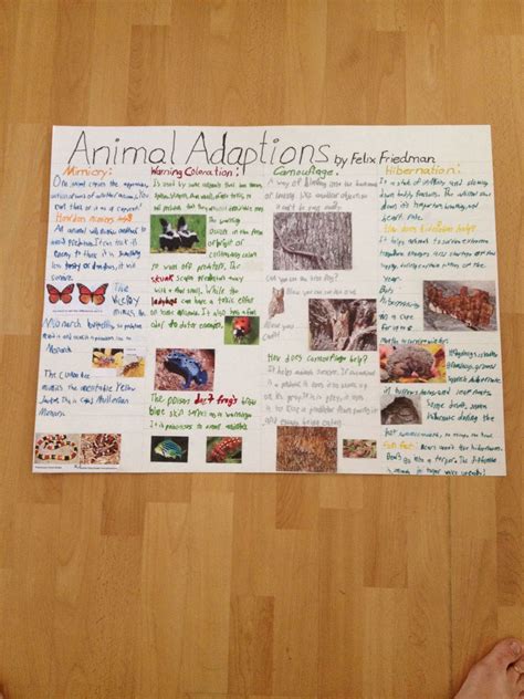 4th Grade Animal Adaptation Poster (misspelled adaptation, saw that