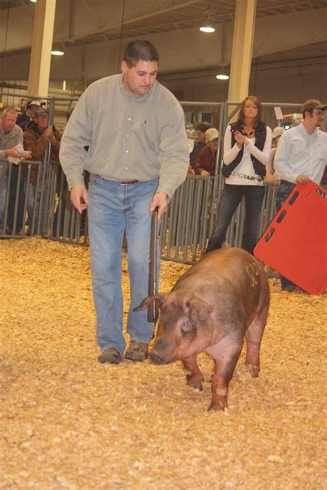 Fall Classic Duroc Gilt And Boar Winners National Swine Registry