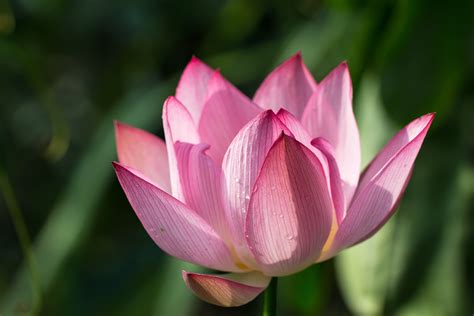 Focus Photography Of Pink Lotus Flower In Bloom Water Lily Hd