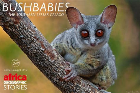 Bushbabies The Southern Lesser Galago Africa Geographic In 2021