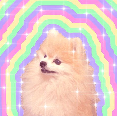 Chú Chó đáng Yêu đang Cười Background Cute Dog  Tải Về Miễn Phí