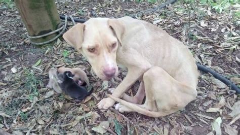 Mama Dog Found Tied Up In The Cold Forest Kept Her Newborn Puppies