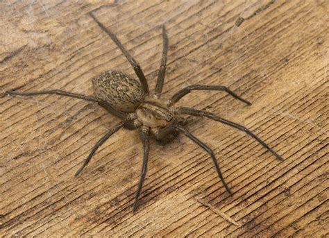 Hobo Spider Spiderbytes