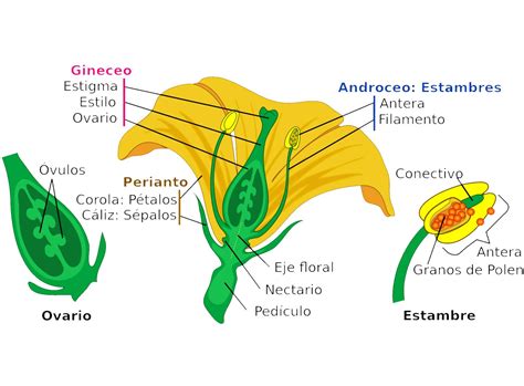 Partes de la flor y sus funciones - Resumen y esquemas