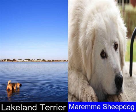 Breed Comparison Lakeland Terrier Versus Maremma Sheepdog Pupvs