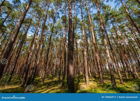Very Old Pine Forest In Poland Stock Image Image Of Plants Autumn