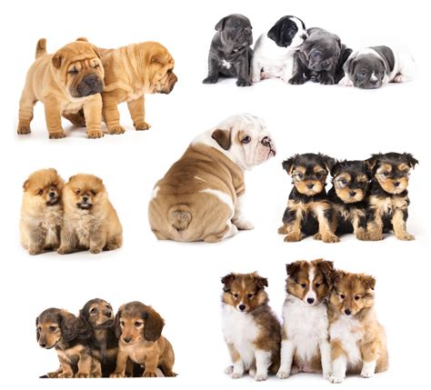 Types Of Puppies A Guide To Find Your Perfect Bundle Of Cute