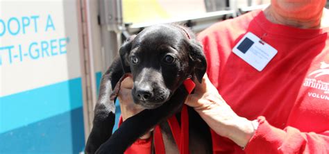 Vet center 2200 fort roots dr, bldg 106 north little rock ar 72114. 39 Dogs and Puppies Rescued from Overcrowded Shelters in ...