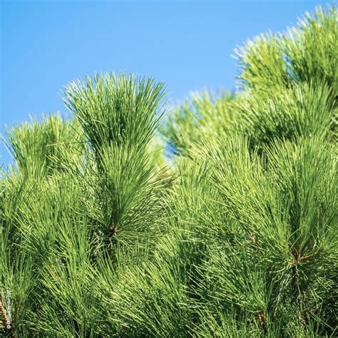 Pin Parasol Ou Pinus Pinea D Co Du Jardin Reims