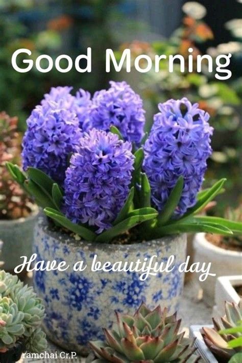 Pin by Ramchai Chuenbumrung on สวสดวนเสาร Good morning flowers Good morning friday Good