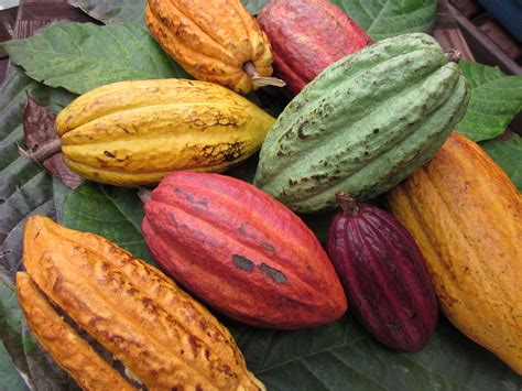 Theobroma Cacao Photo From The Chocolate Lady Taken In The West Indies