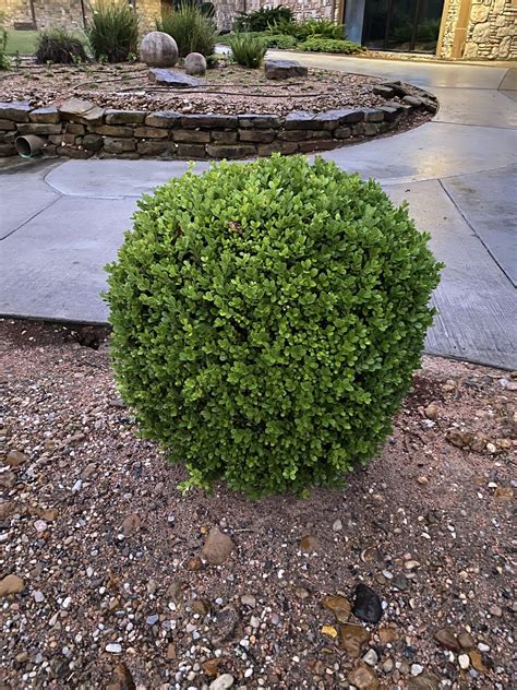 Japanese Boxwood Growers Outlet Willis Texas Growers Outlet Willis