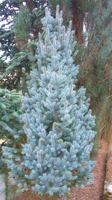 Iseli Fastigiate Spruce Picea Pungens Iseli Fastigiate Singing