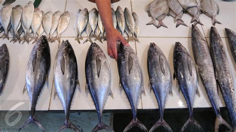 Ikan Di Indonesia Ini Aman Dikonsumsi Citizen Liputan