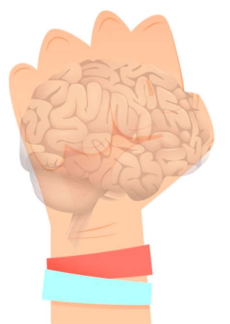 El modelo de la mano del cerebro Daniel Siegel Área Salud Escolar y