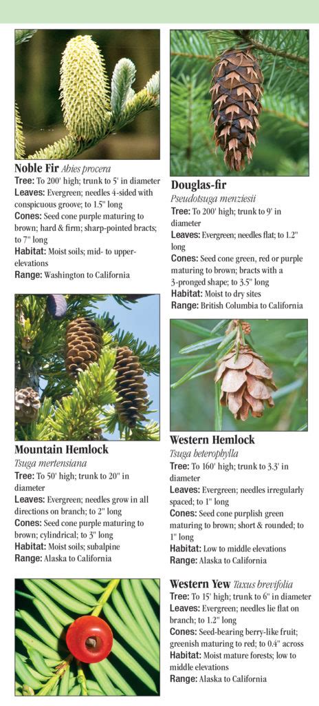 Trees Of The Pacific Northwest Quick Reference Publishing