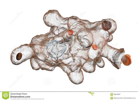 Protozoos ✓ te explicamos qué son los protozoos, cómo se originaron y sus características. Protozoario Del Histolytica Del Entamoeba Stock de ...