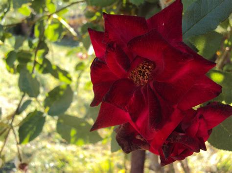 Dark Red Rose By Debbi 3 On Deviantart