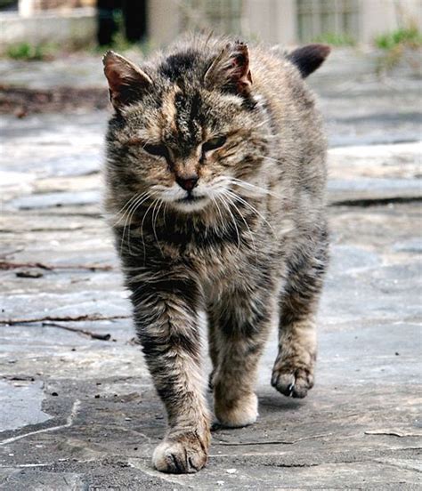 Hooray Moreland Ccs Feral Cat Trap Neuter Release Proposal Scrapped