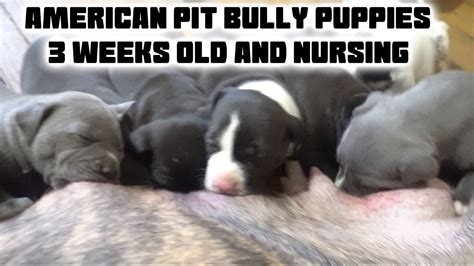 Limit my search to r/puppies. American Pit Bully Puppies - 3 Weeks Old And Nursing - YouTube
