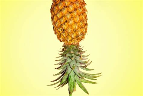 Pineapple Swingers What S With The Upsidedown Fruit Symbol