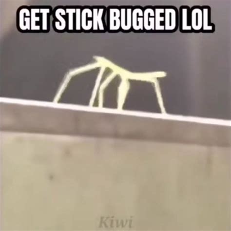 Get Stick Bugged Lol 歌单 网易云音乐