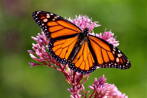 Monarch Butterfly Populations Drop By 80 Percent In Florida •