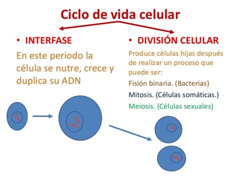 Ciclo De La Vida De Una Celula Consejos Celulares