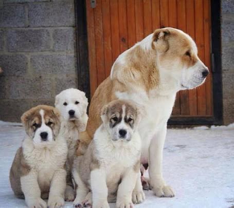 Erkek alabai köpekleri dişilere göre daha iri ve kalıplı olmaktadır. Golden Statue for Alabai Dog in the Centre of the Road ...