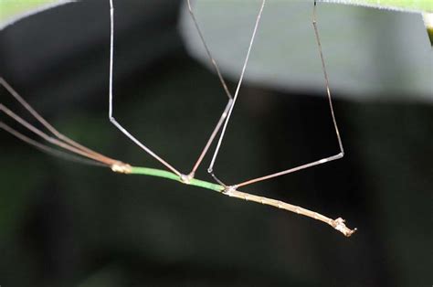 The order of the stick. Stickbug or Phasmatodea (Phasmids)