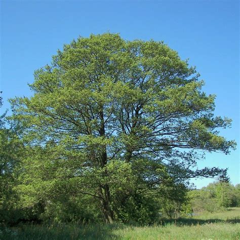 Alnus Glutinosa Aulne Glutineux