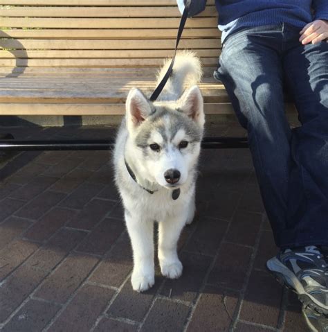 Dog Of The Day Alexander The Husky Puppy The Dogs Of San Francisco