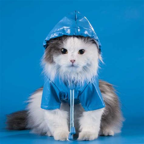 Analysis of the text cat in the rain , short stories and tales , text mix. Be Prepared for a Disaster: How to Evacuate with Cats ...