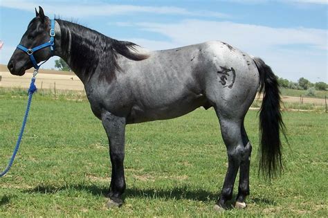 Blue Roan | Horses, Quarter horse, American quarter horse