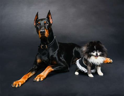 Small Dogs Vs Big Dogs Dog Health Dog Training Dog Adoption Dog