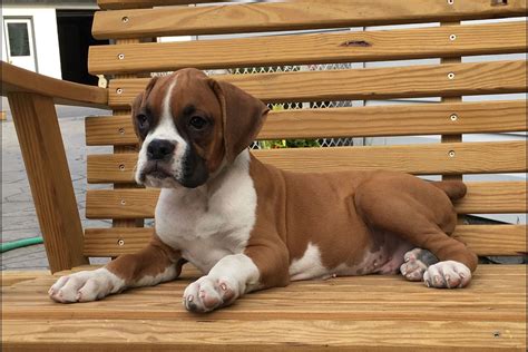 39 Red Fawn Boxer Puppies Sale Pic Bleumoonproductions