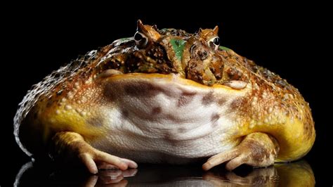 Learn all about pacman frogs from the world's most prolific breeder of these impressive amphibians, sam sundberg of the frog ranch. Pacman Frogs - YouTube