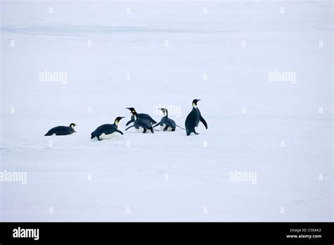 Emperor Penguins On Ice Snow Hill Island Antarctica Stock Photo Alamy