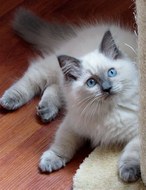 We are also a closed cattery that is free of fiv & felv. Ragdoll Blue Colourpoint Dollcatz Oliver-Best Crystal ...