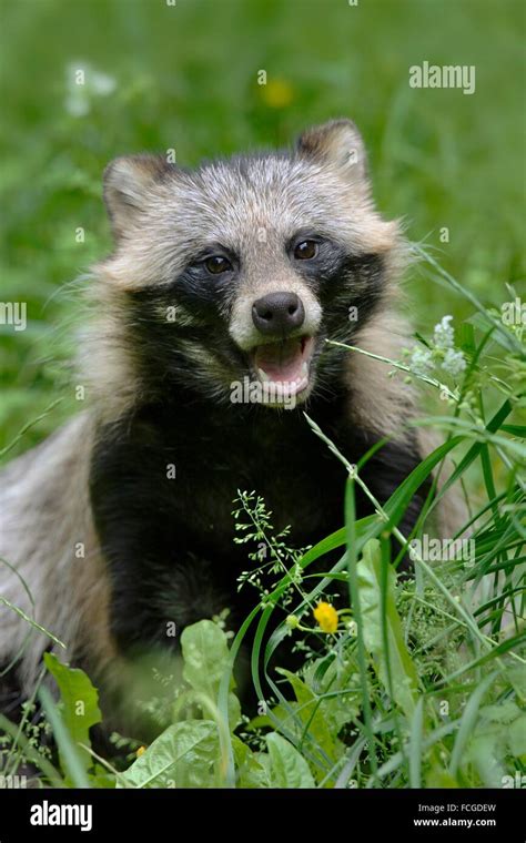 Raccoon Dog Nyctereutes Procyonoides Hesse Germany Stock Photo Alamy