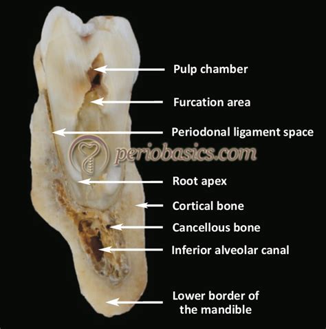 Alveolar Bone Its Anatomical Physiological And Structural Characteristics