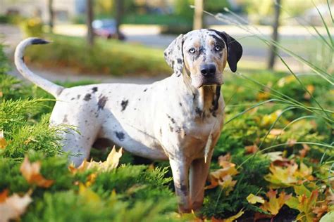 12 Surprising Facts About Catahoula Leopard Dog Animals Comparison