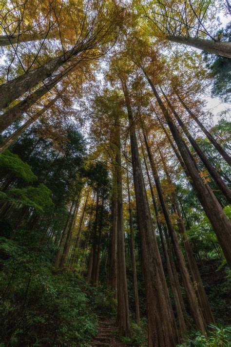 Metasequoia Forest Kande Mount Flickr