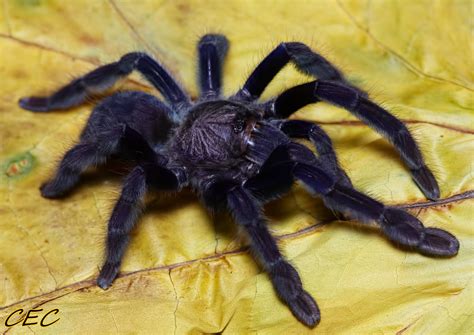 Bupati kepulauan sangihe, jabes gaghana beserta rombongan melakukan kunjungan kerja (kunker) ke kantor badan sar nasional (basarnas). Lampropelma nigerrimum (Sangihe) | Arachnoboards