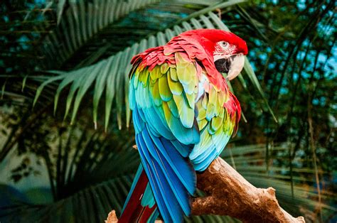 Macaw Colorful Bird 4k Hd Birds 4k Wallpapers Images Backgrounds Photos And Pictures