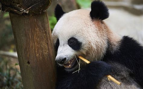 Panda Big Bear Panda Eating Tree Cute Animals Pandas Wildlife Hd