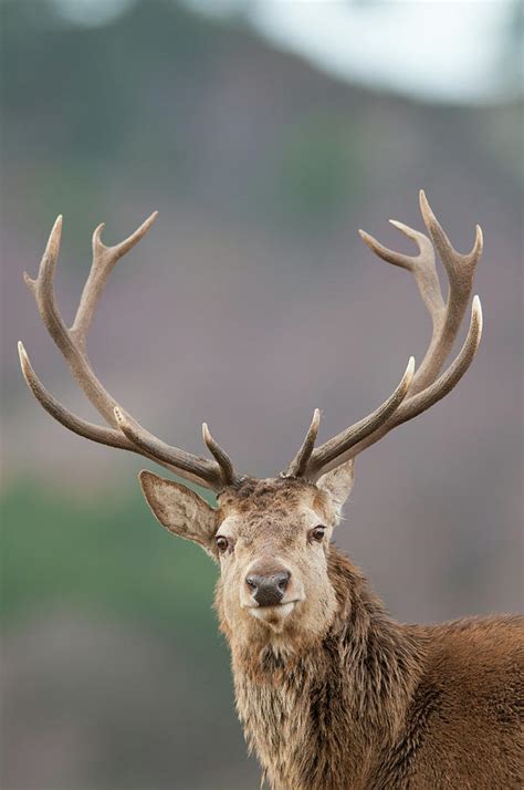 Red Deer Stag Highland Wildlife Park By Chris Wilson